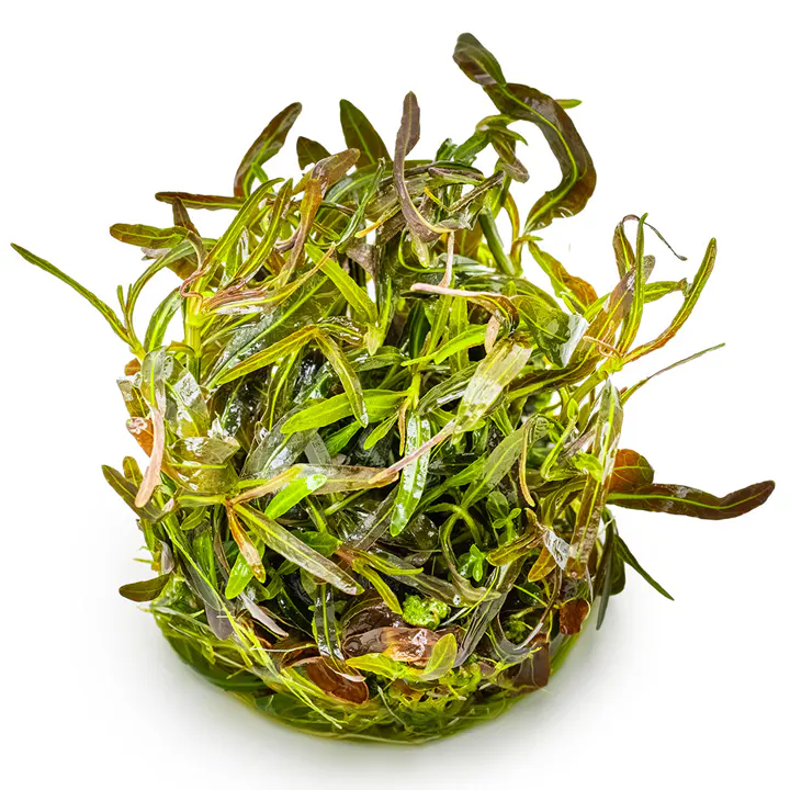 阿拉瓜亚细节图 3