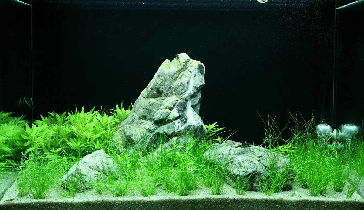 造景 100造景图片 3