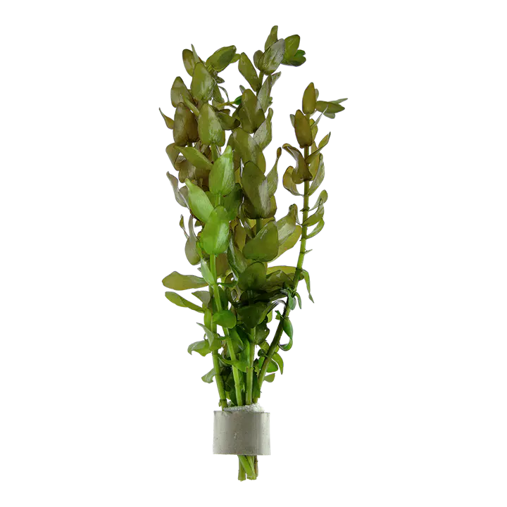 虎耳草细节图 1