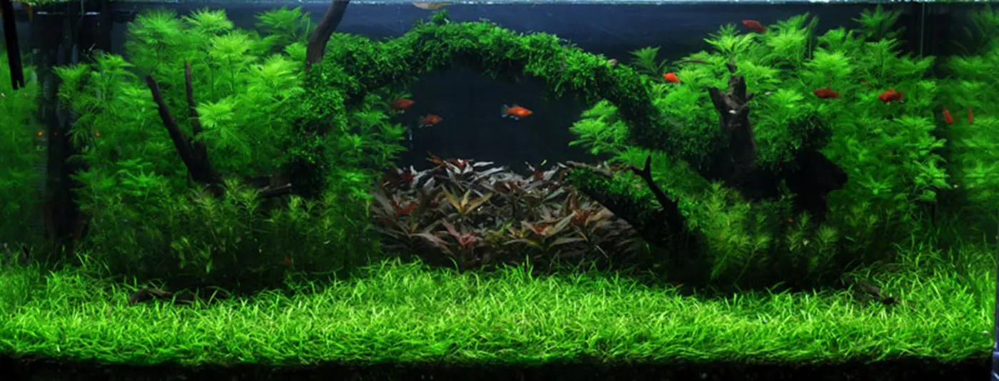 造景 8造景图片 7