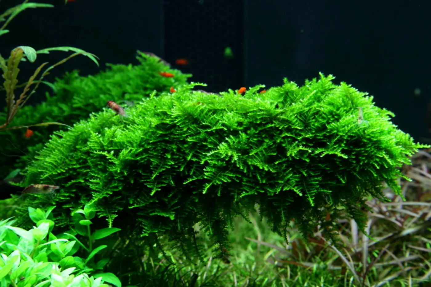 造景 50造景图片 6