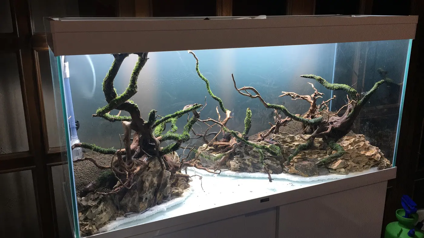 造景 118:寂静的力量造景图片 6
