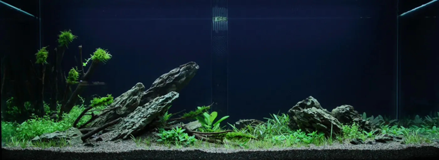 造景 50造景图片 2