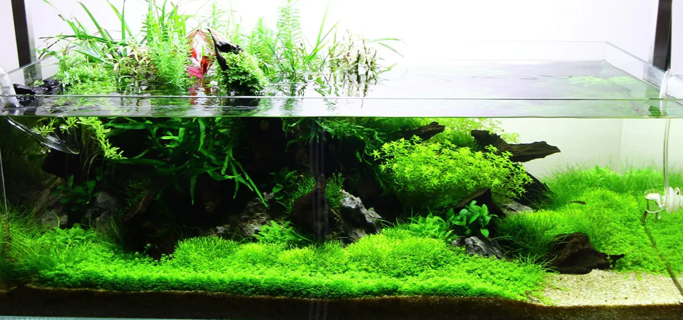 造景 73