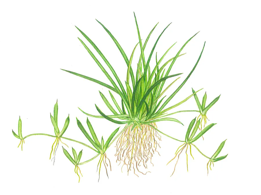 仙人掌草皮
