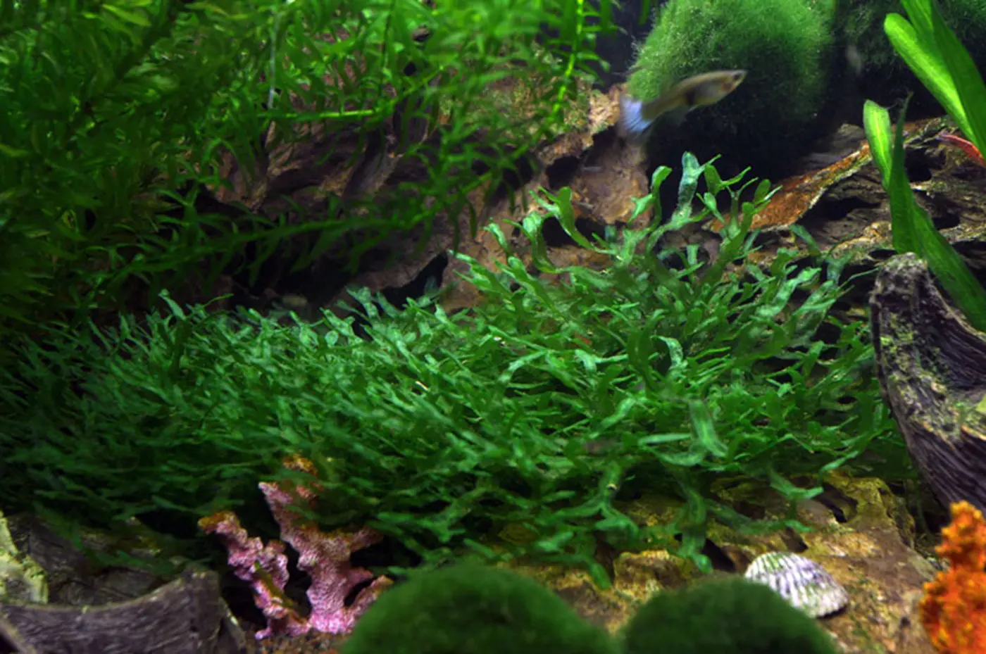 造景 15造景图片 10