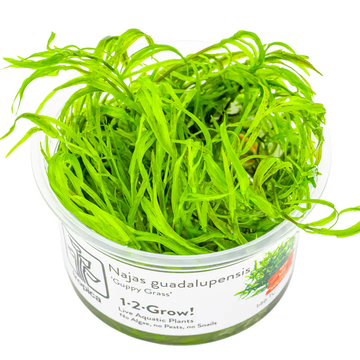 小竹节