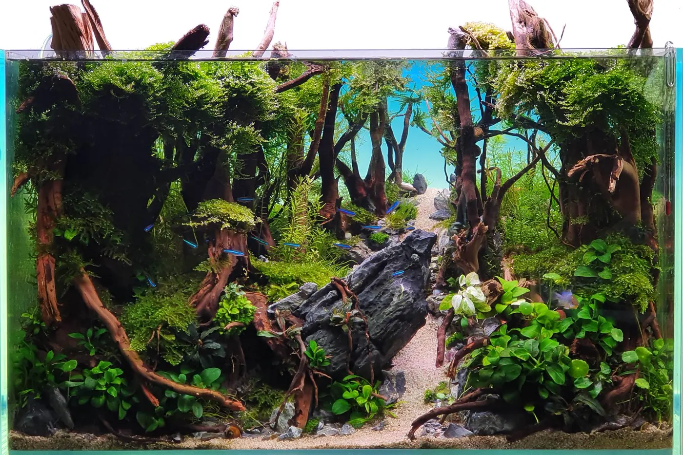 造景 123:幽暗森林造景图片 4
