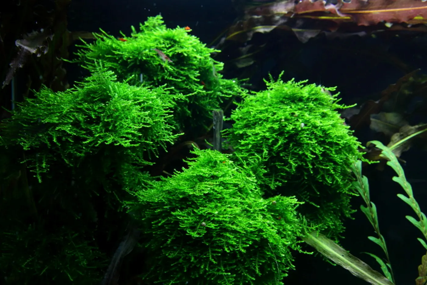 造景 50造景图片 12
