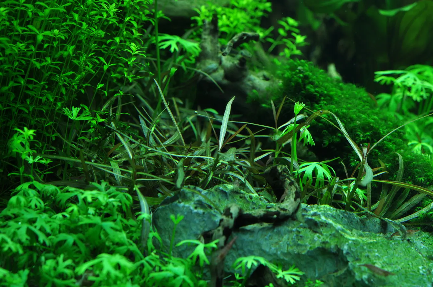 造景 41造景图片 4