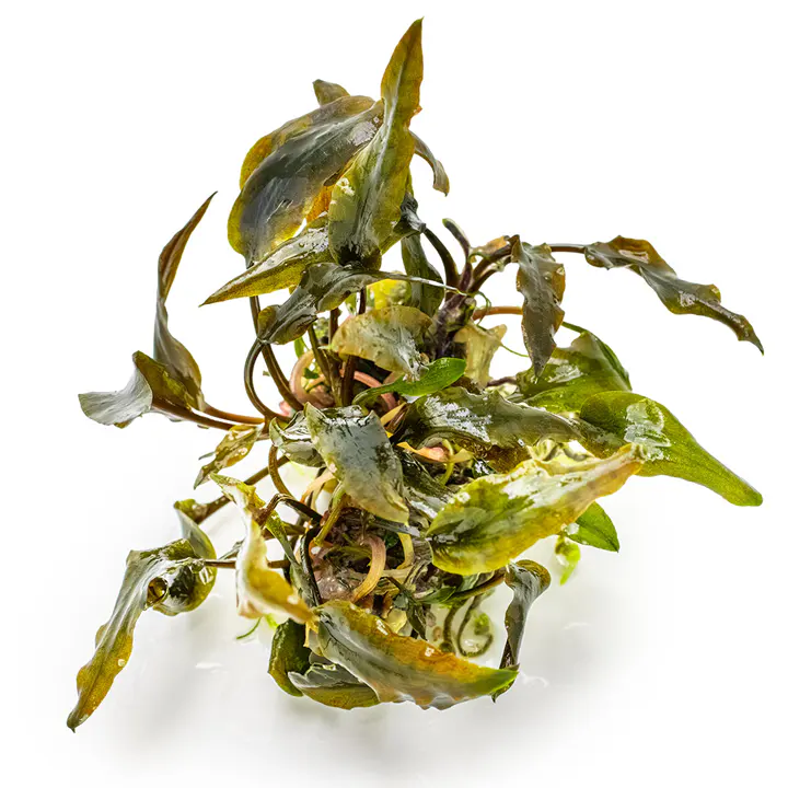 宓大屋温蒂椒草细节图 3