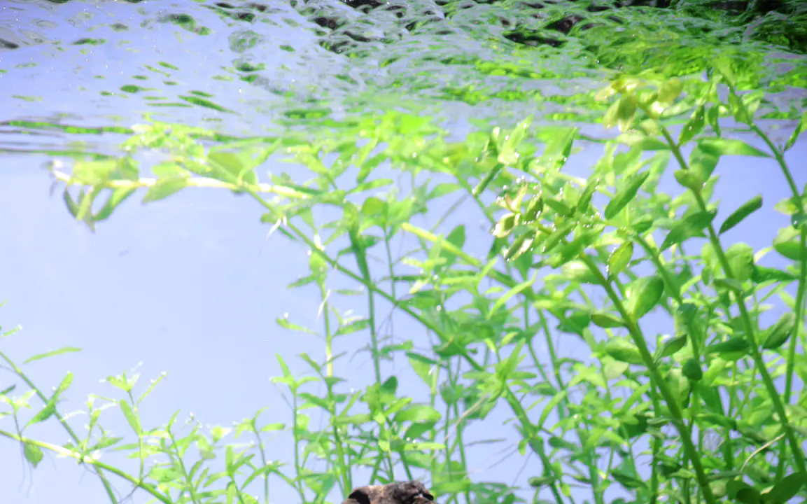 大珍珠草细节图 4