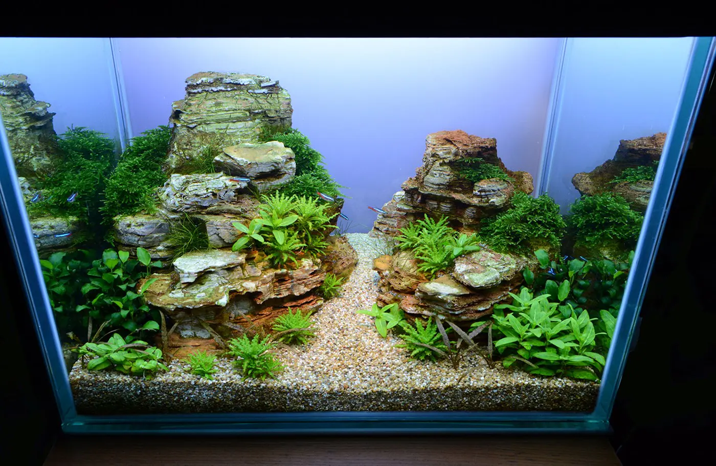 造景 107造景图片 16