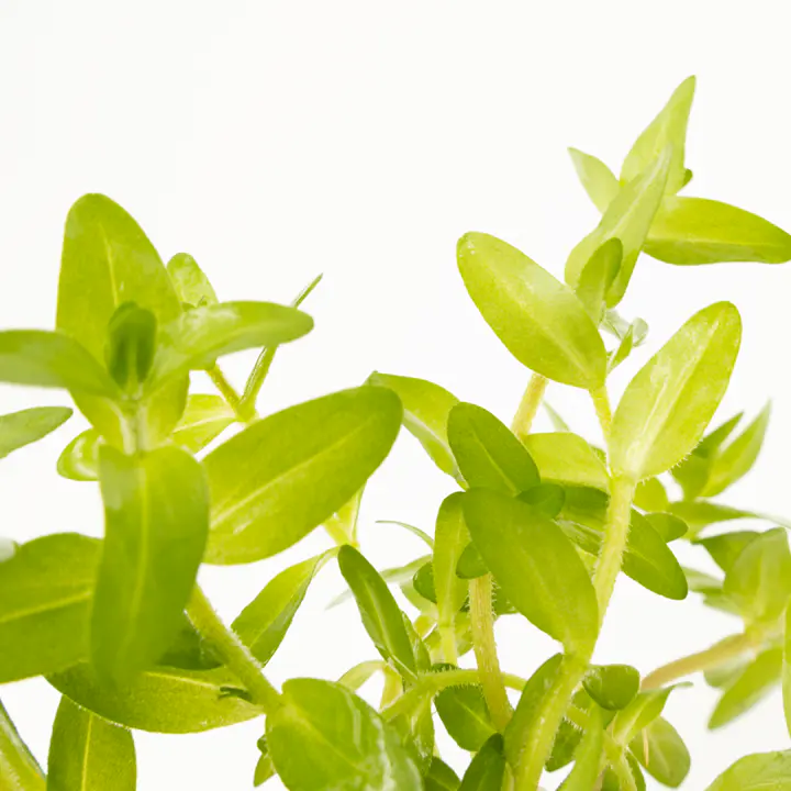 虎耳草细节图 2