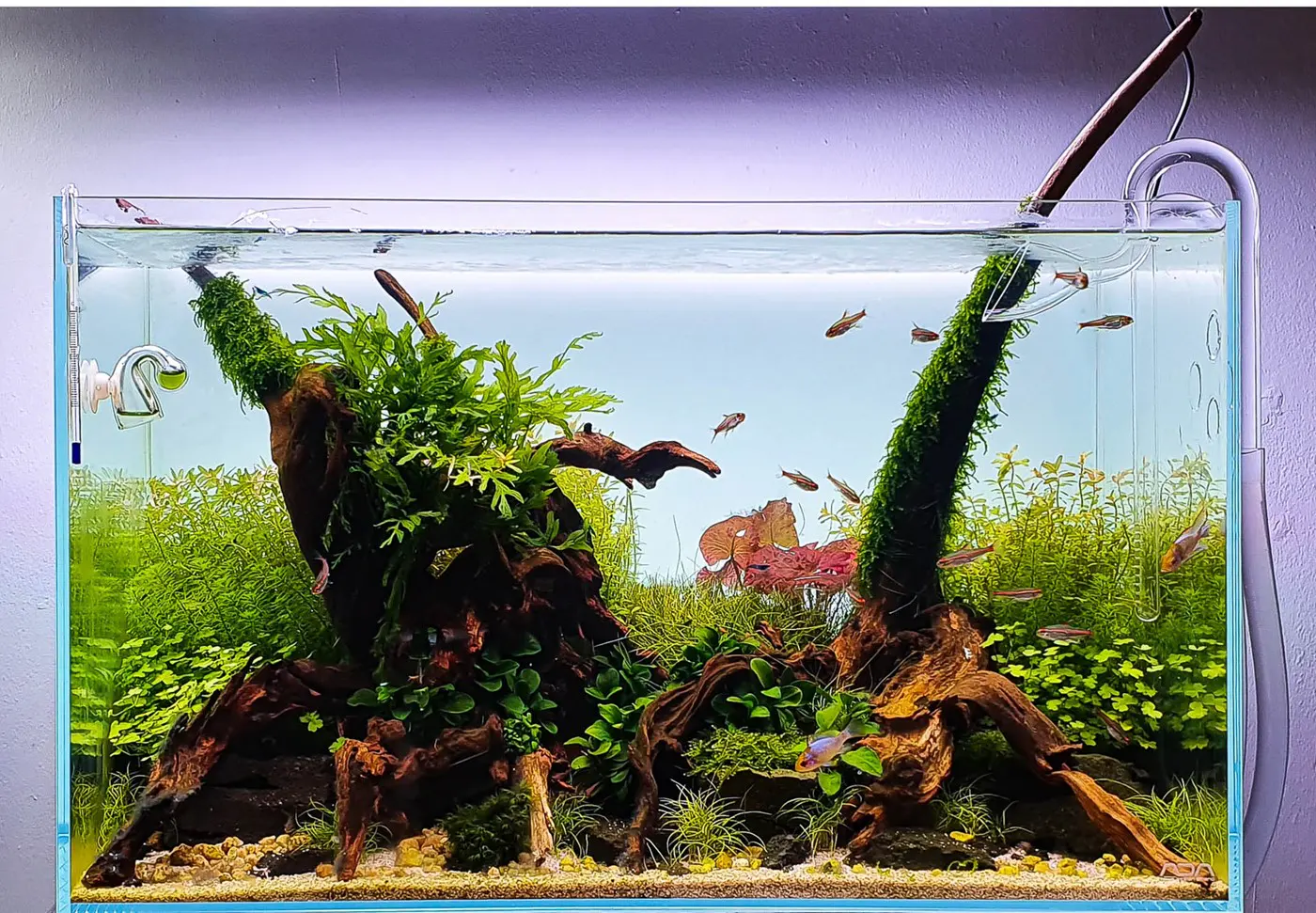 造景 125:Tropica 海滩造景图片 4