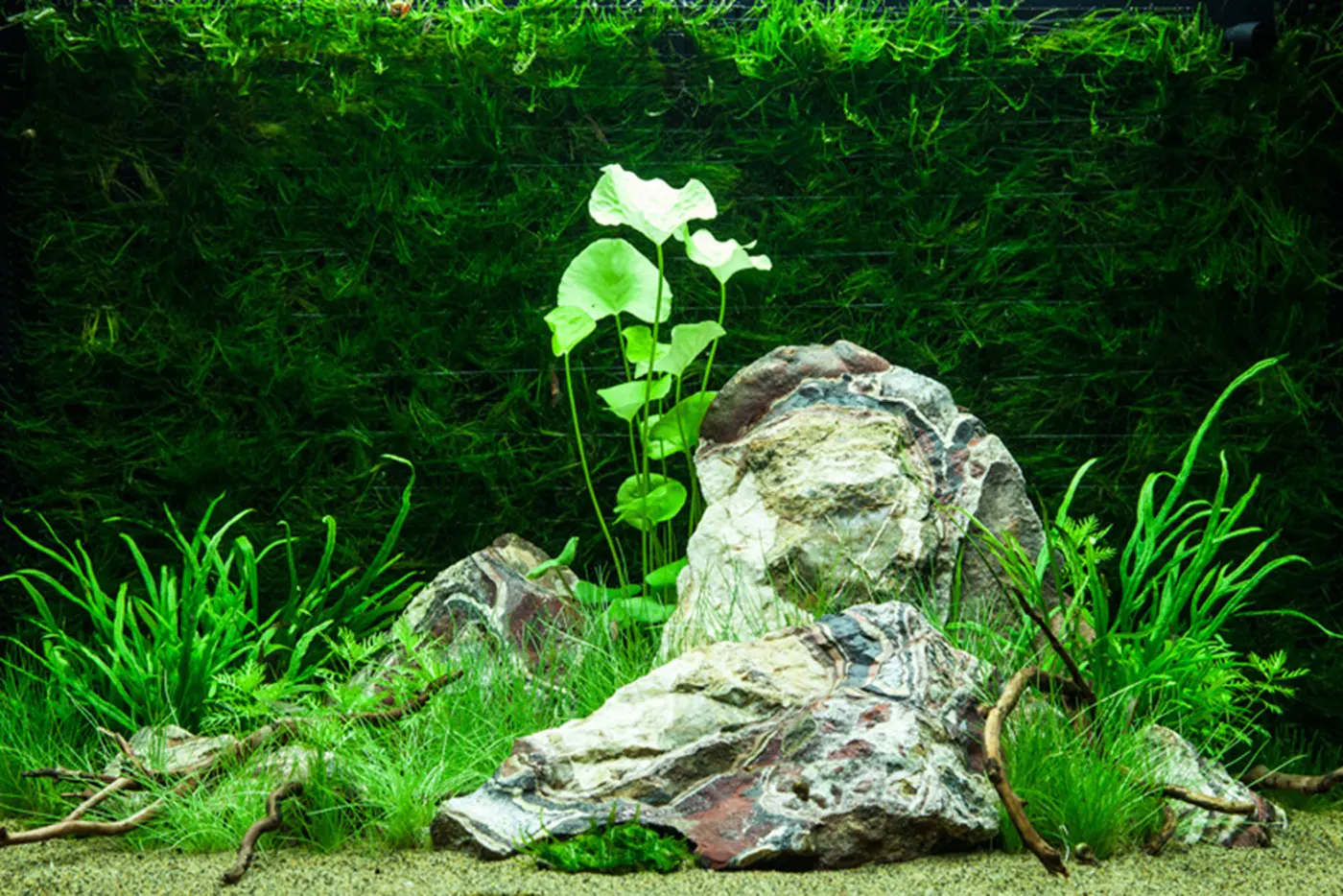 造景 74造景图片 3