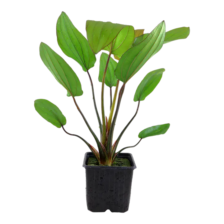红香瓜草细节图 1
