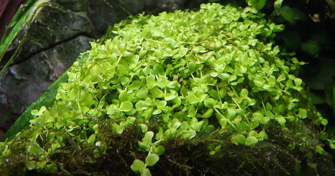 趴地珍珠细节图 2