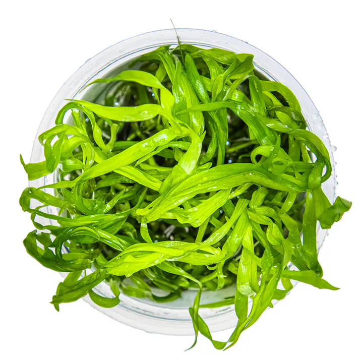 罗丝草细节图 2