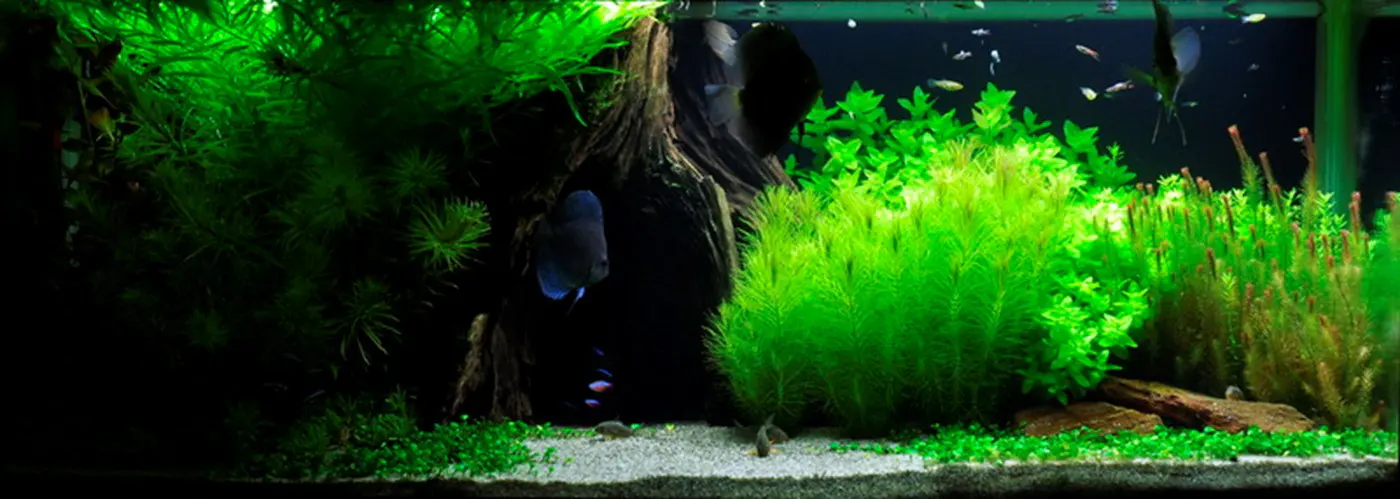 造景 10造景图片 5