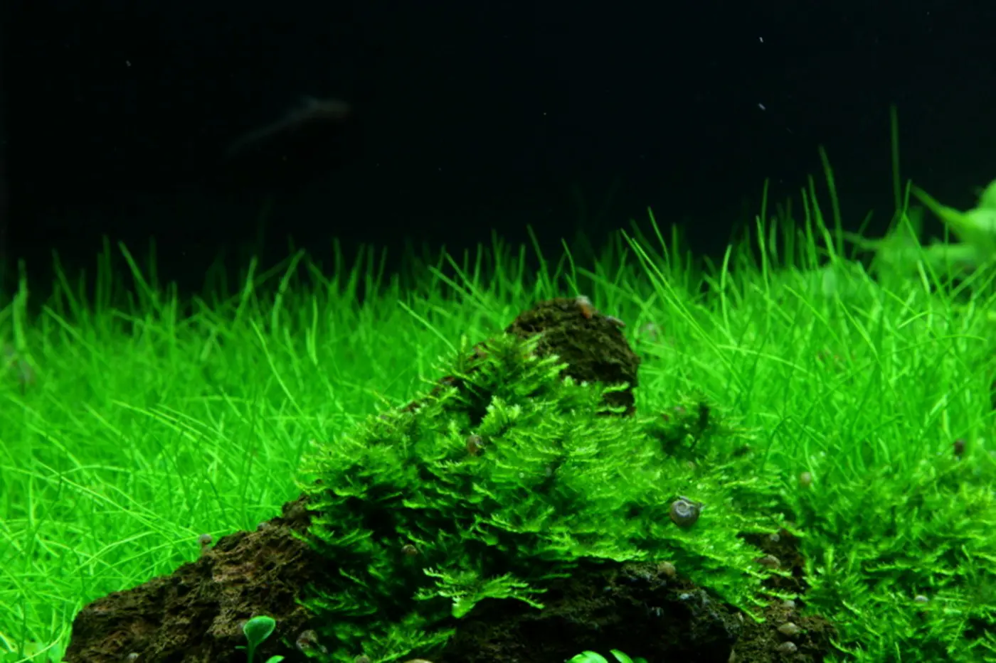 造景 53造景图片 7