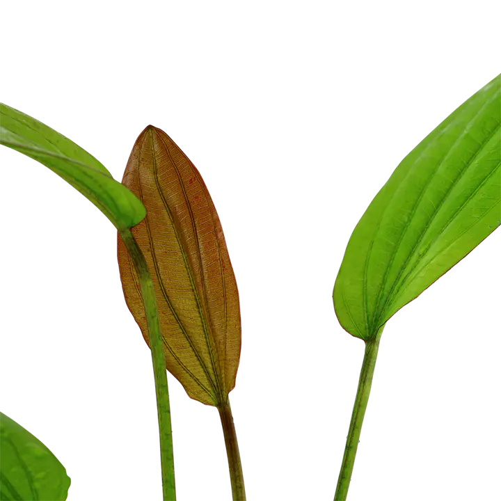 玫瑰皇冠草细节图 3