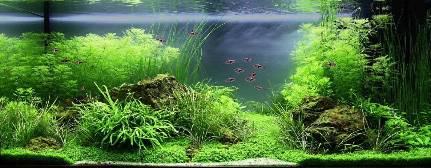 造景 79