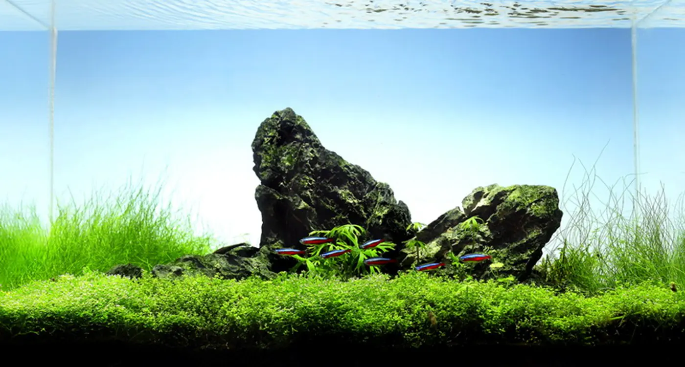 造景 26造景图片 3