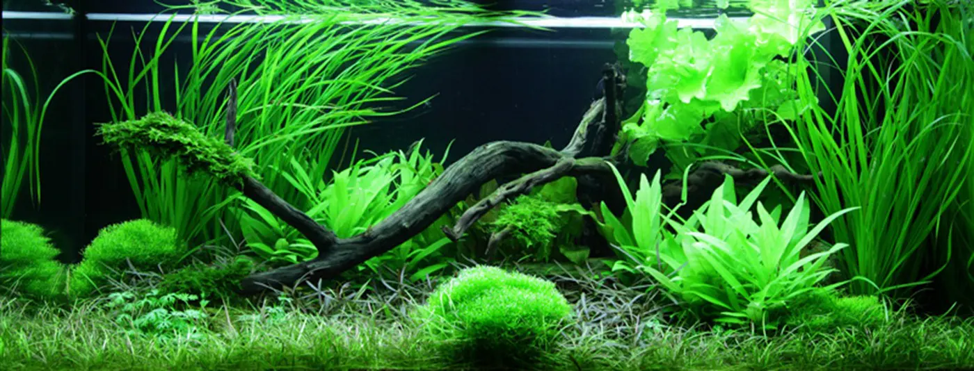 造景 61