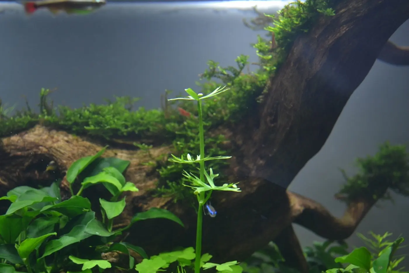 造景 76造景图片 3