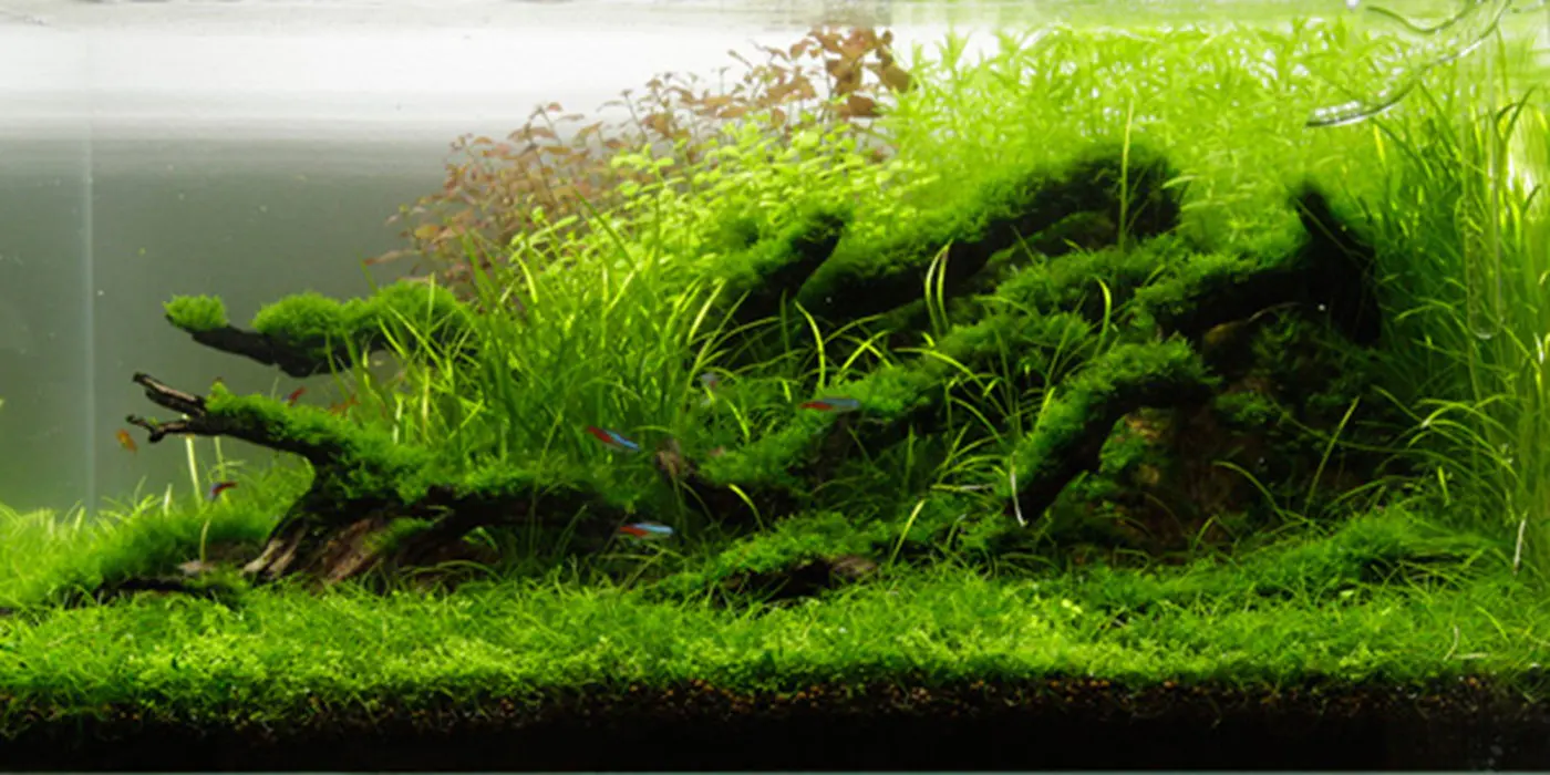 造景 77造景图片 13