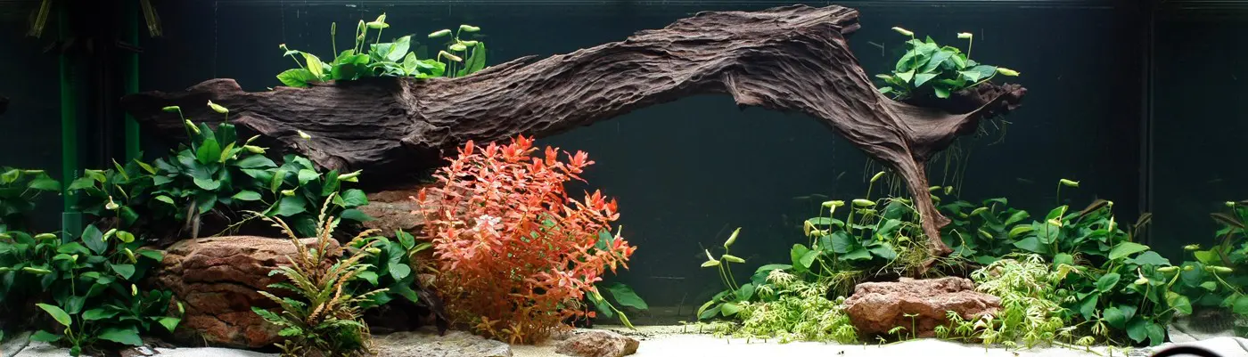 造景 27造景图片 4