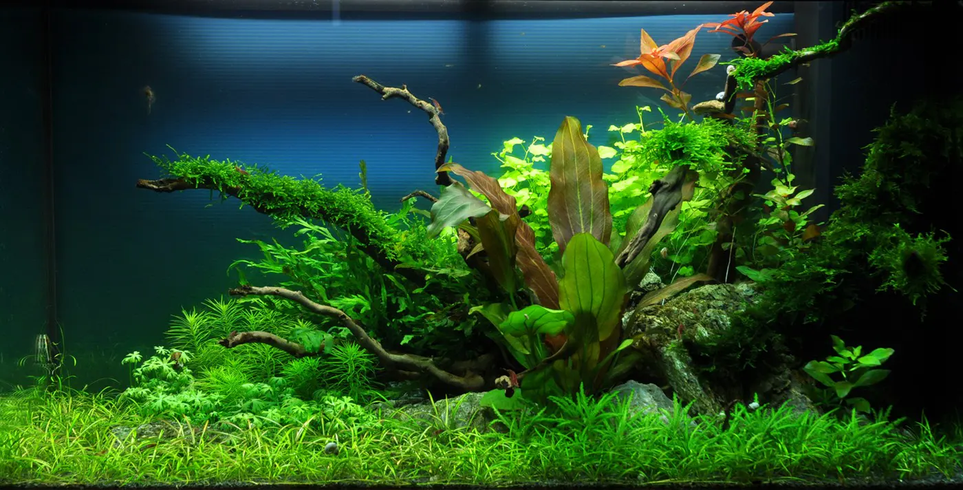 造景 37