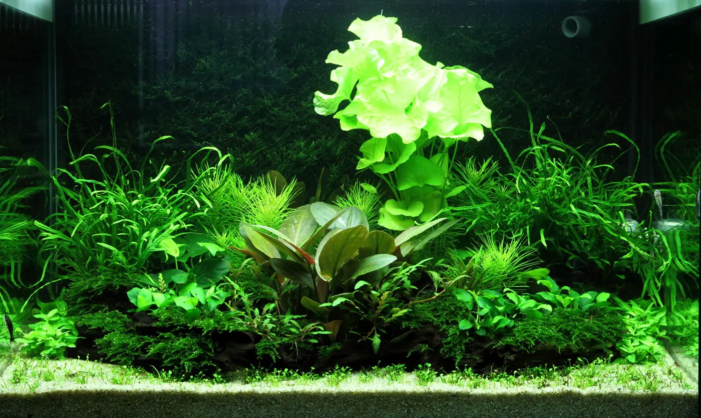 造景 98造景图片 5