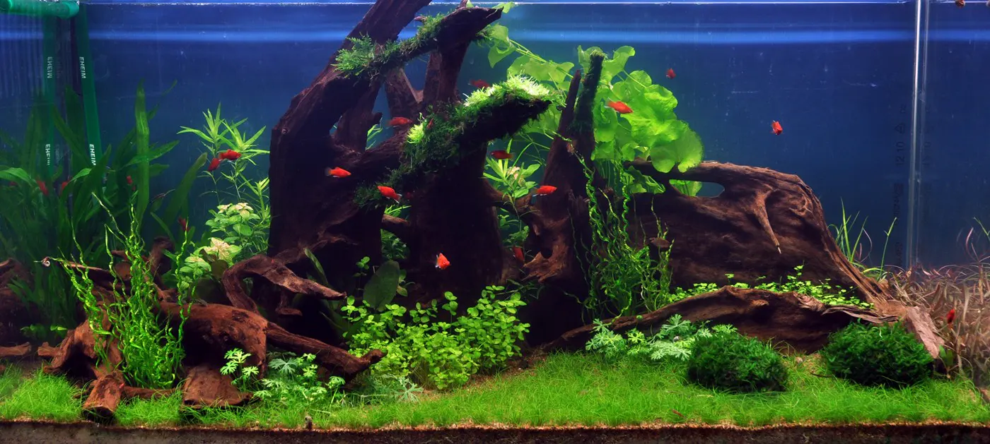 造景 35造景图片 3