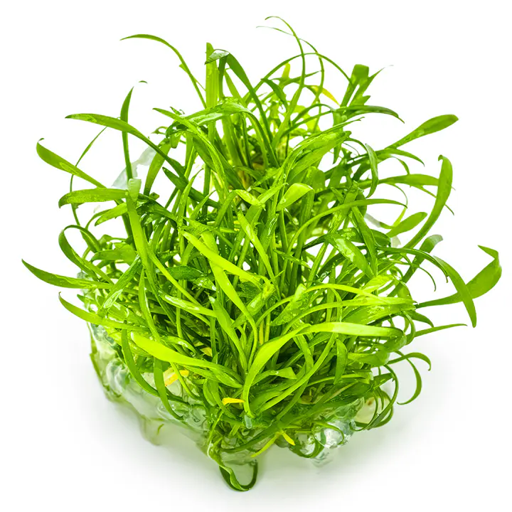 迷你椒草细节图 2