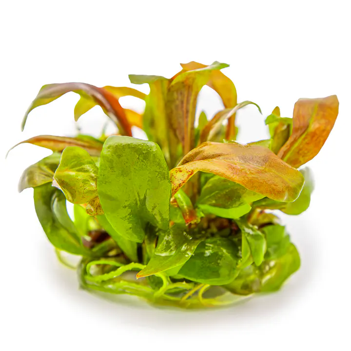 红小白菜细节图 3