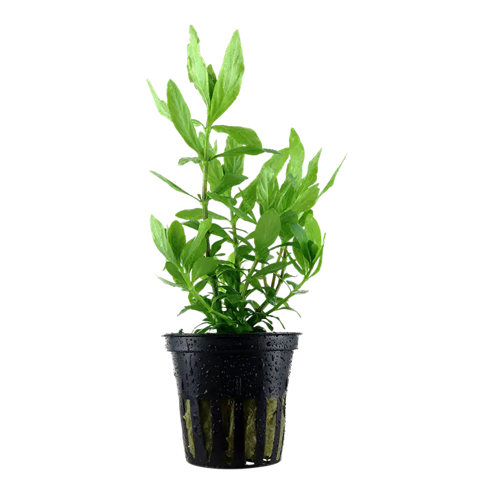 青叶草细节图 1