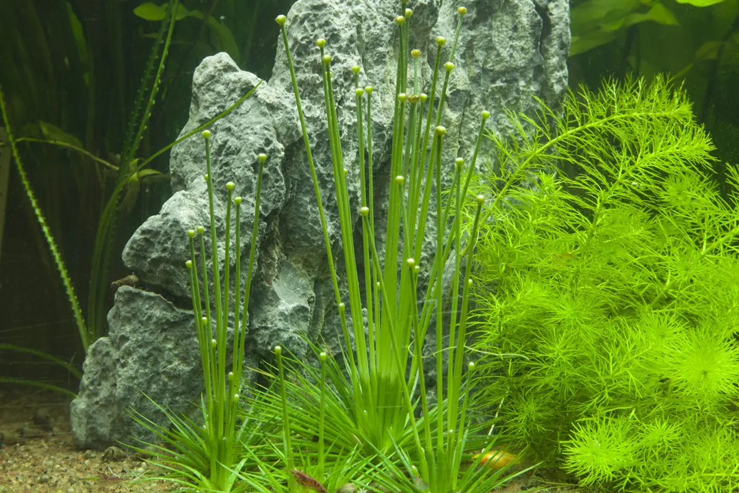 小谷精草细节图 4