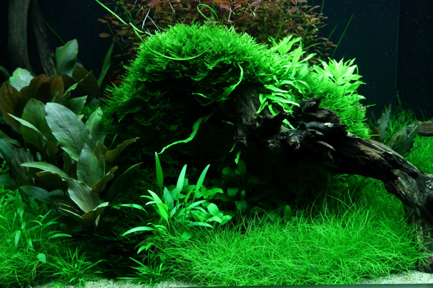 造景 95造景图片 13