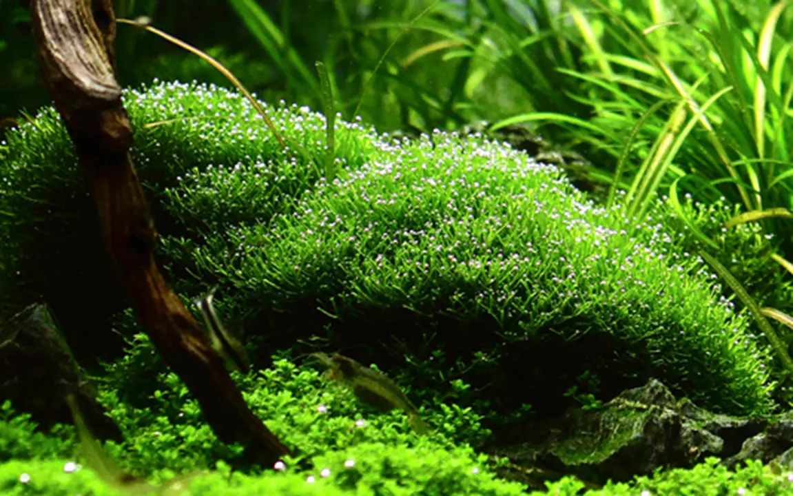 鹿角苔细节图 4