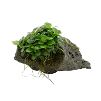 石附迷你金钱榕