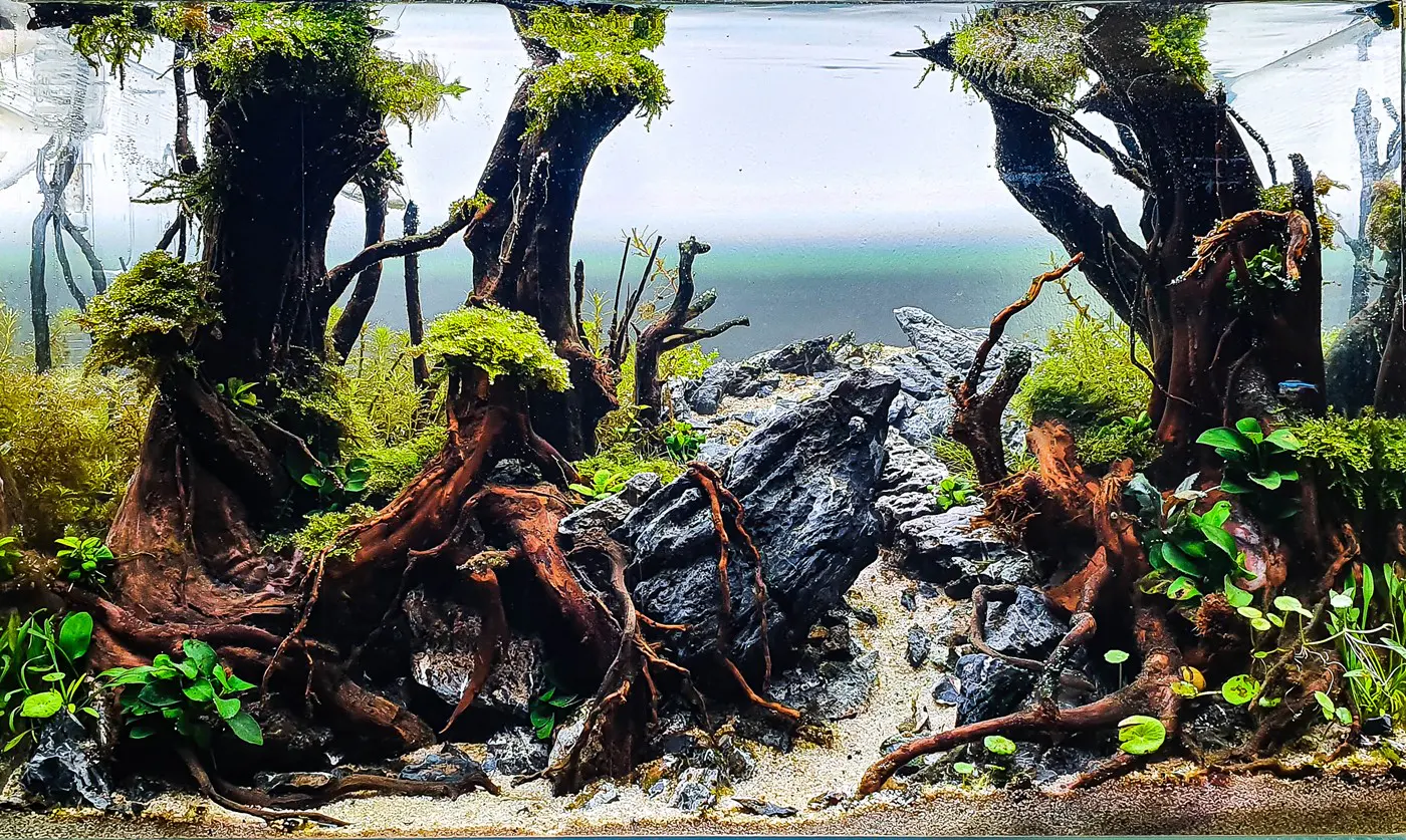 造景 123:幽暗森林造景图片 3