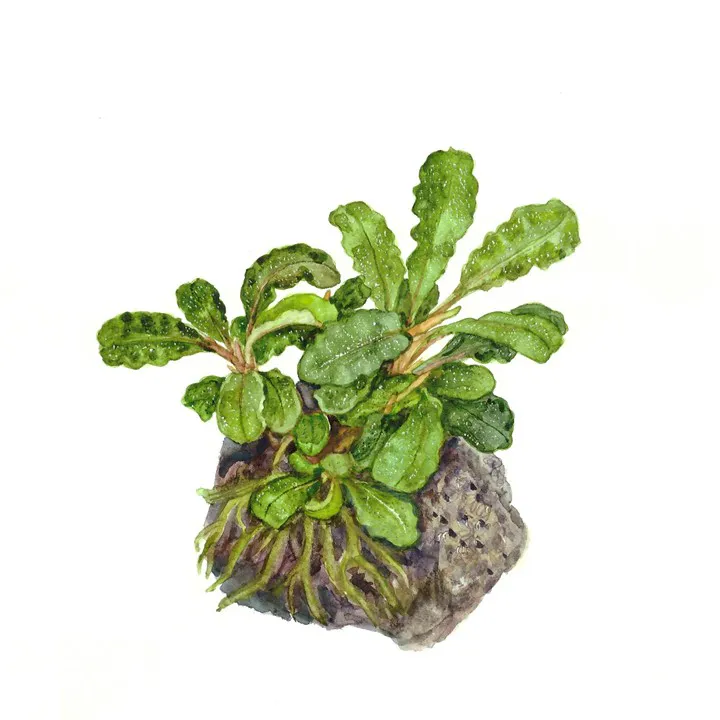 黑山辣椒榕