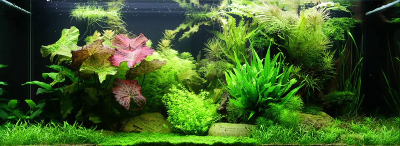 造景 65