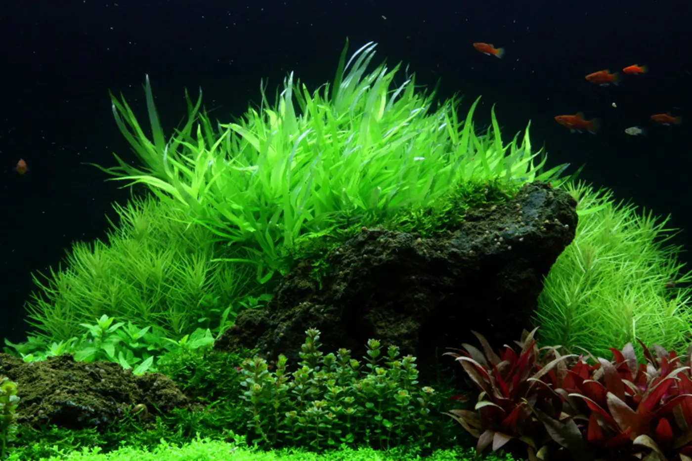 造景 53造景图片 10