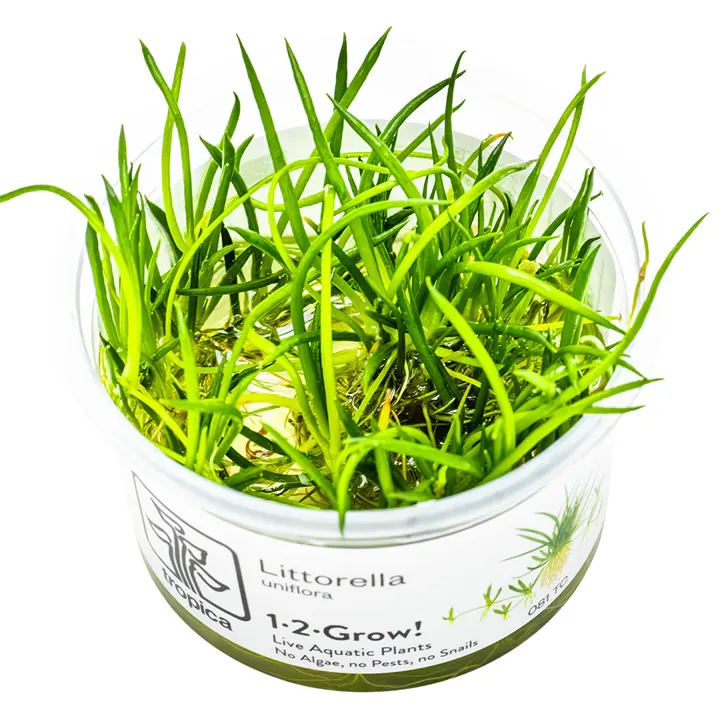 仙人掌草皮细节图 1