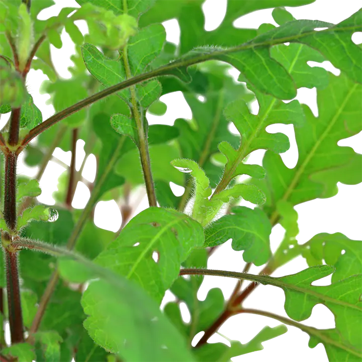 羽裂水蓑衣细节图 2
