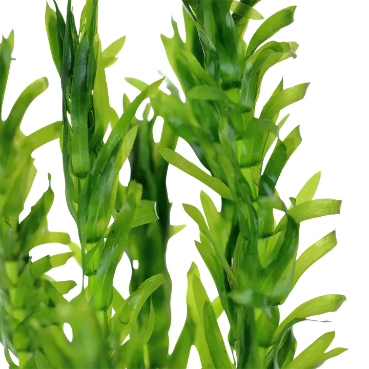 水蕴草细节图 2