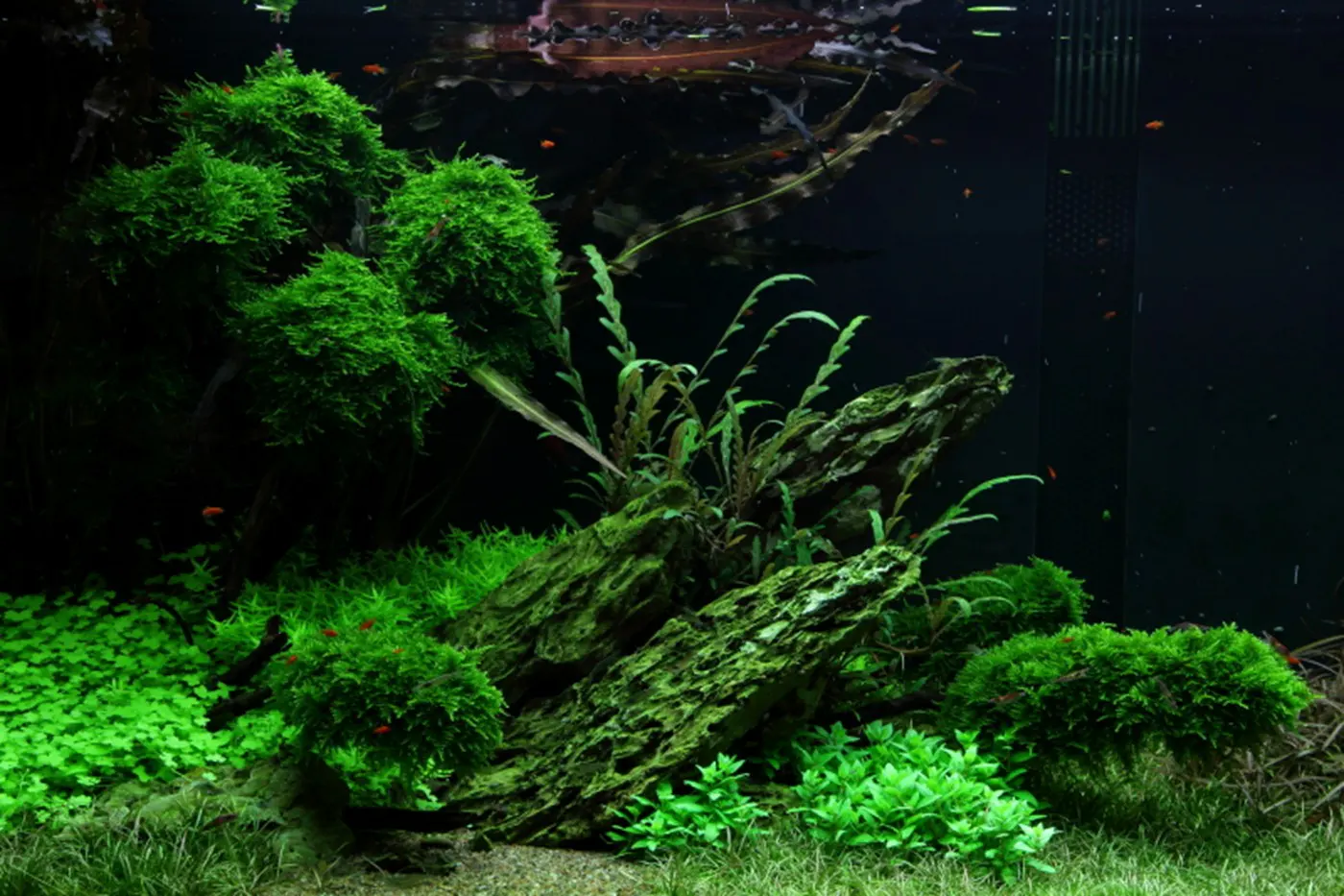 造景 50造景图片 16